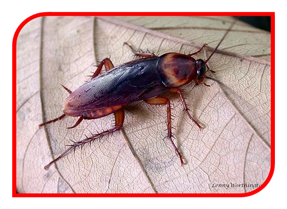 Barata da Faixa Marron