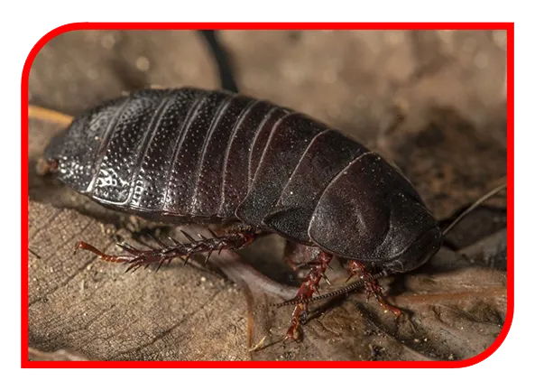 Barata da Faixa Marron